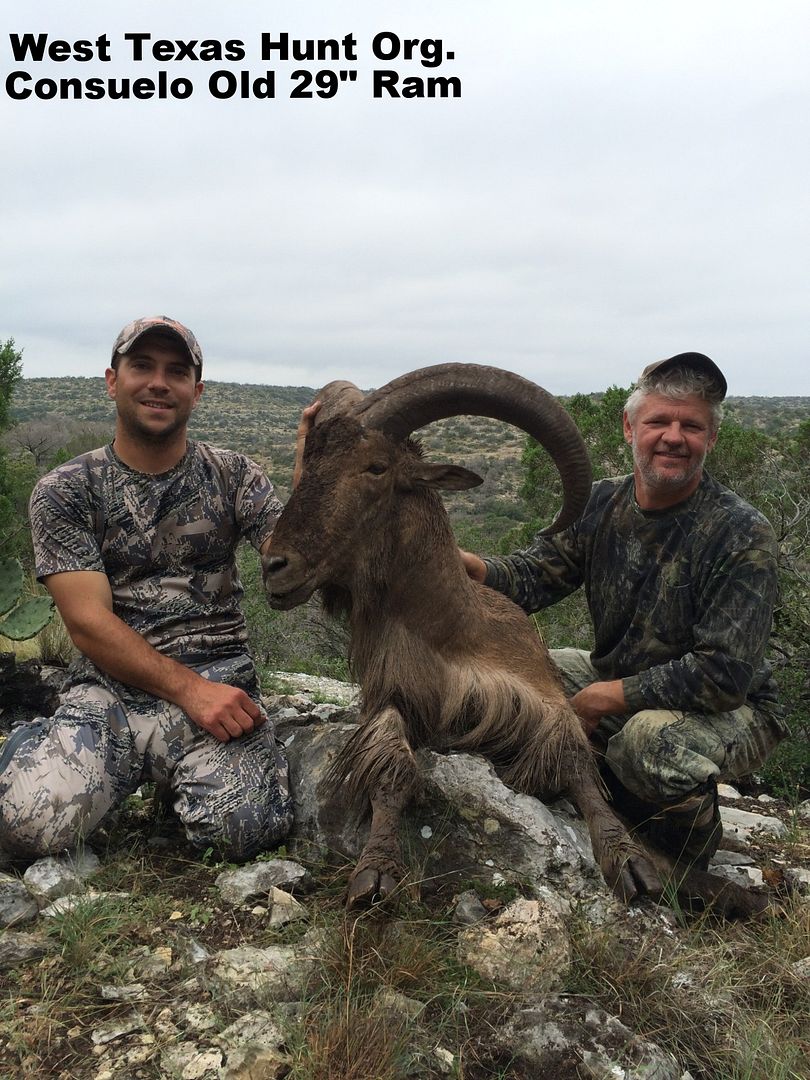 Val Verde County Free Range Aoudad Texas Hunting Forum